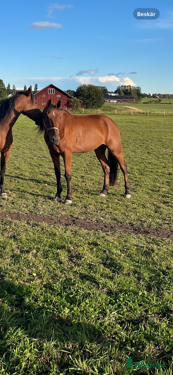  hästar Fin travare i Västra Ämtervik - Annons 11