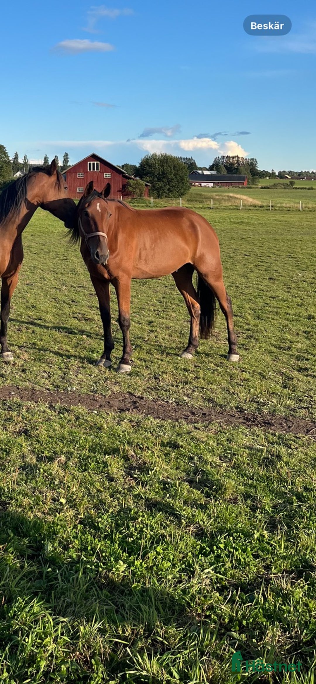 Trav hästar till salu: Fin travare i Västra Ämtervik - Annons 1