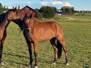 hästar Fin travare i Västra Ämtervik - Annons 8