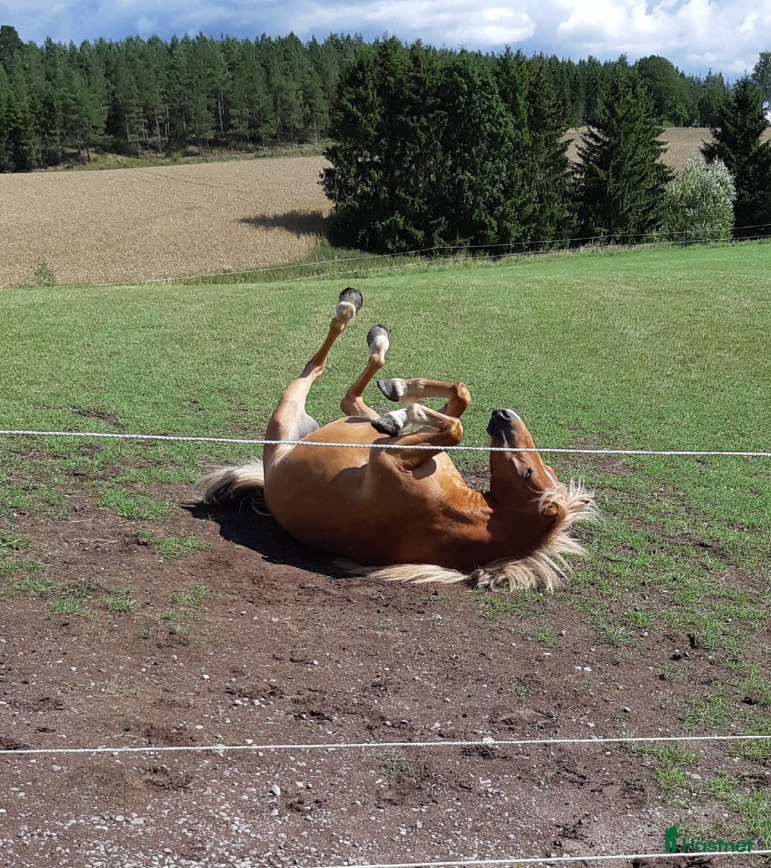 Allround hästar till salu: Inkört sportigt Gotlandsruss för hela familjen.  - Annons 5