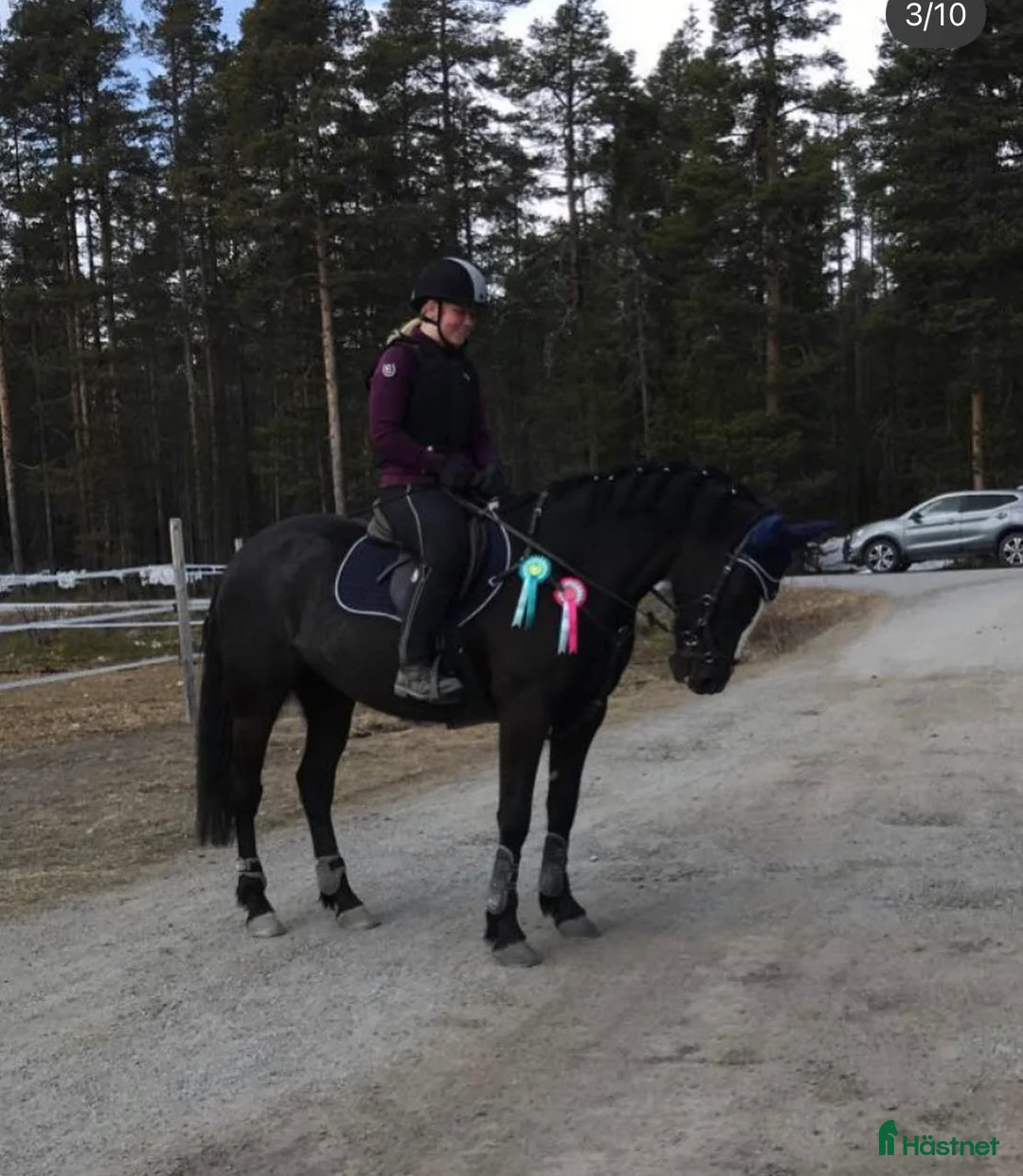 Allround hästar till salu: Intressekoll, D-ponny i Stensele - Annons 5