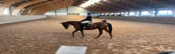 Allround hästar till salu: Trevligt rutinerat selektionsto, säljes el. Bytes - Annons 1