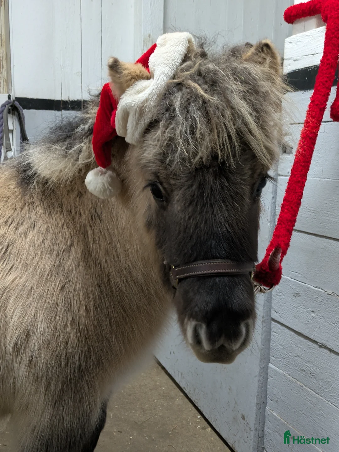 Allround hästar till salu: Härlig kille. i Edsbyn - Annons 8