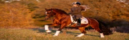 Dressyr hästar till salu: Top FEI pony  - Annons 6