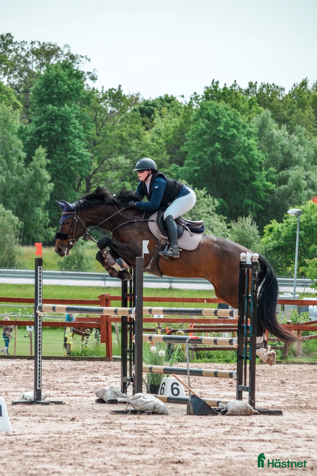 Hoppning hästar till salu: Lovande 7 åring säljes - Annons 1