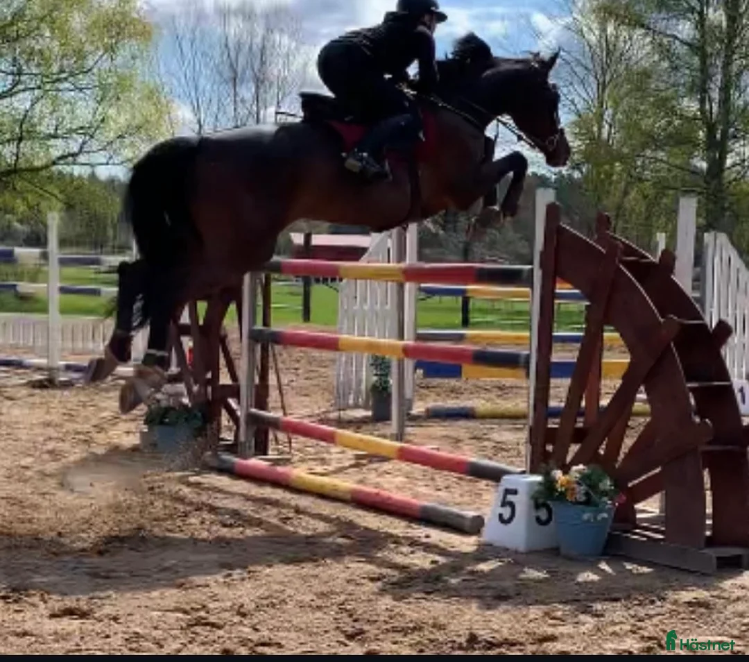 Hoppning hästar till salu: Häst för satsande children lr Junior  - Annons 3