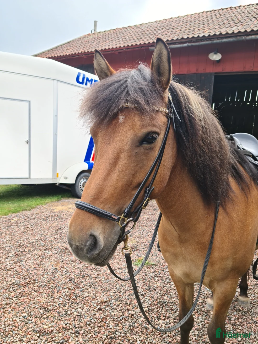 Island hästar till salu: Fint sto med potential i Tierp - Annons 1