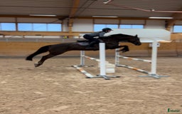Hoppning hästar till salu: Vackert SWB sto i Sveg - Bild 2