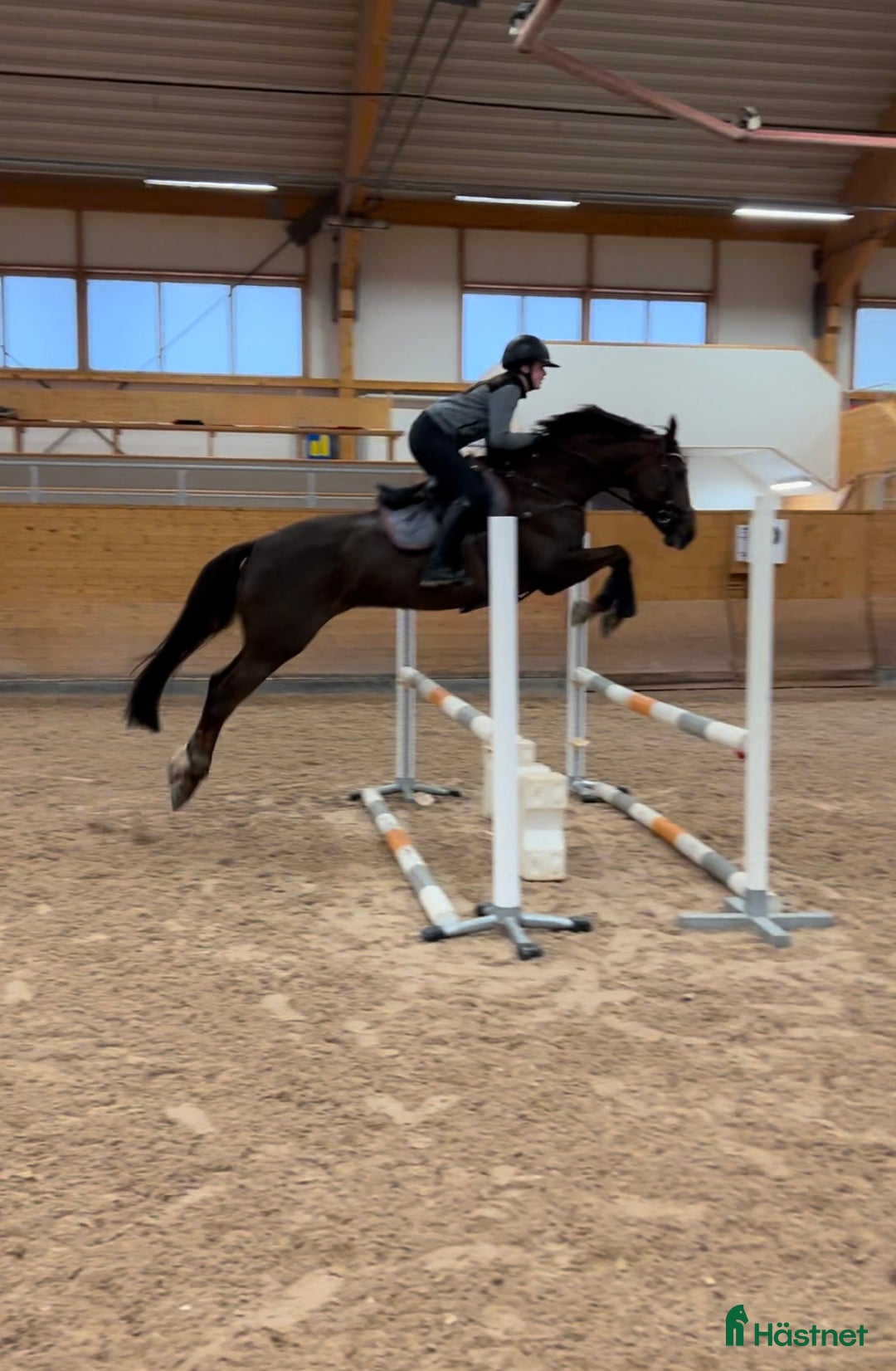 Hoppning hästar till salu: Vackert SWB sto i Sveg - Bild 2