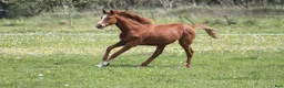 Avelshästar hästar till salu: 1 års fuldblods hingst  - Annons 12
