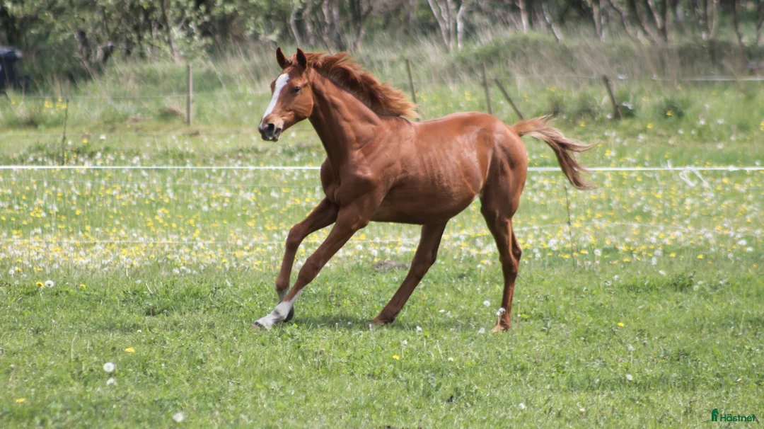 Avelshästar hästar till salu: 1 års fuldblods hingst  - Annons 12