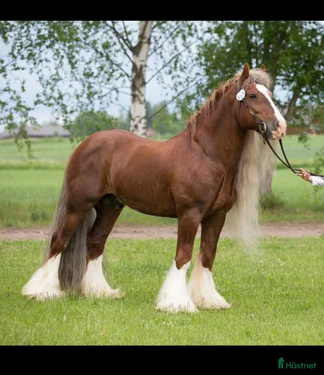 Allround hästar till salu: Drömponny irish cob sto unghäst fux  i Lund - Annons 5