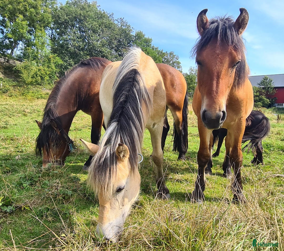 Körning hästar till salu: Fin nordsvensk  i Henån - Annons 6