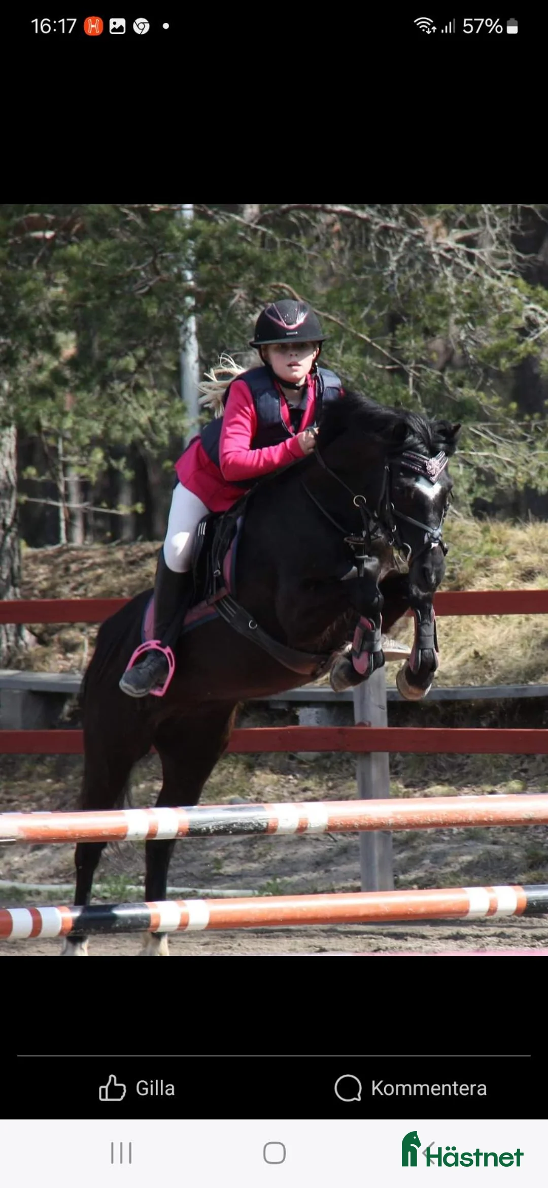Hoppning hästar sökes: Fodervärd d-ponny i Ilsbo - Annons 2