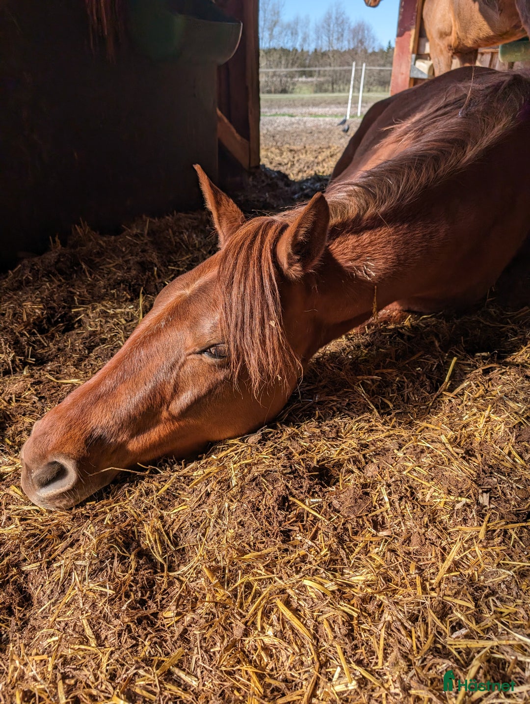  foderhäst finnes: Varmblodsvalack  - Annons 3