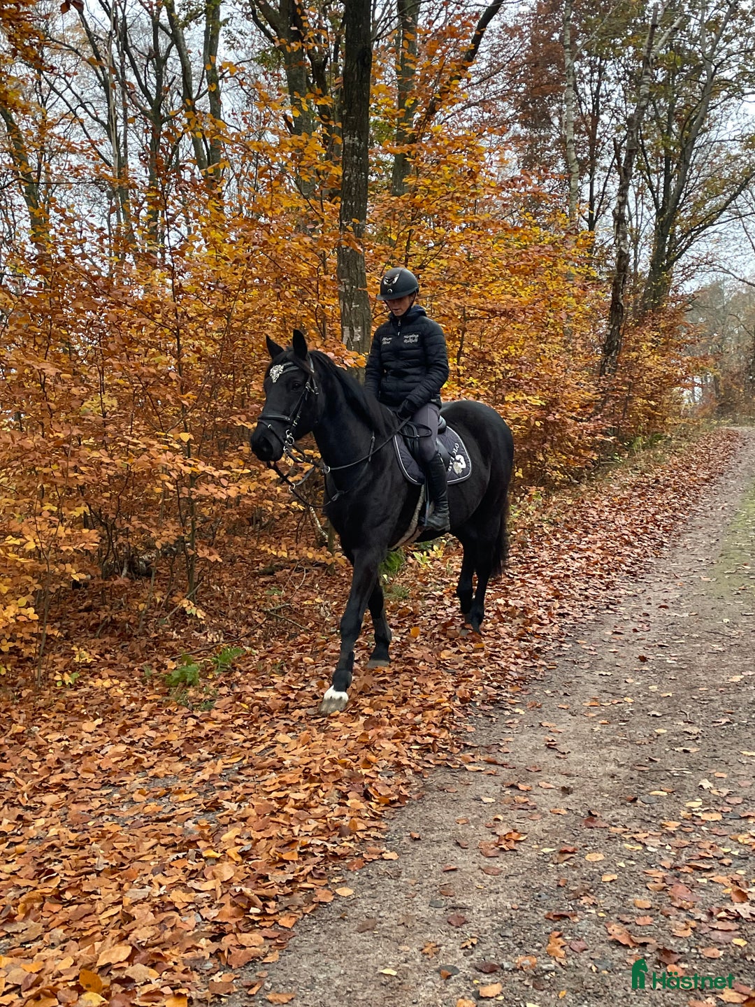 Hoppning hästar till salu: Stjärna till salu i Steninge - Annons 4