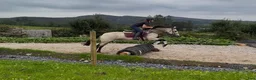 Allround hästar till salu: Beautiful Connemara mare! - Annons 10