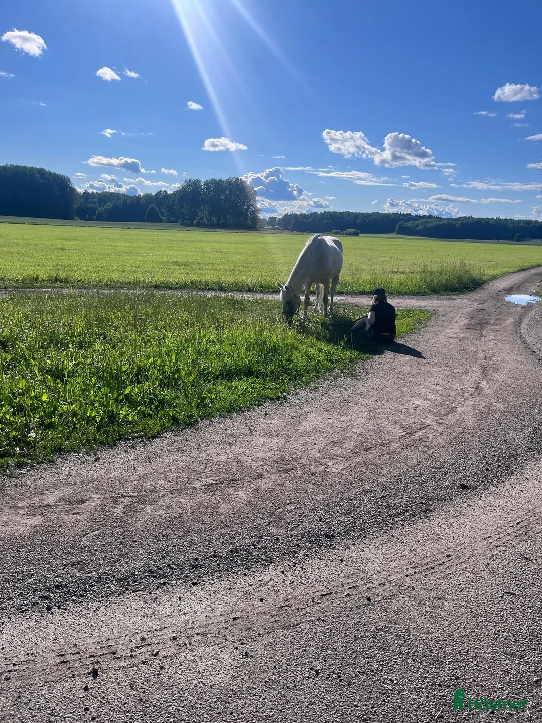  medryttarhäst finnes: Bästa terapihästen för barn  - Annons 2