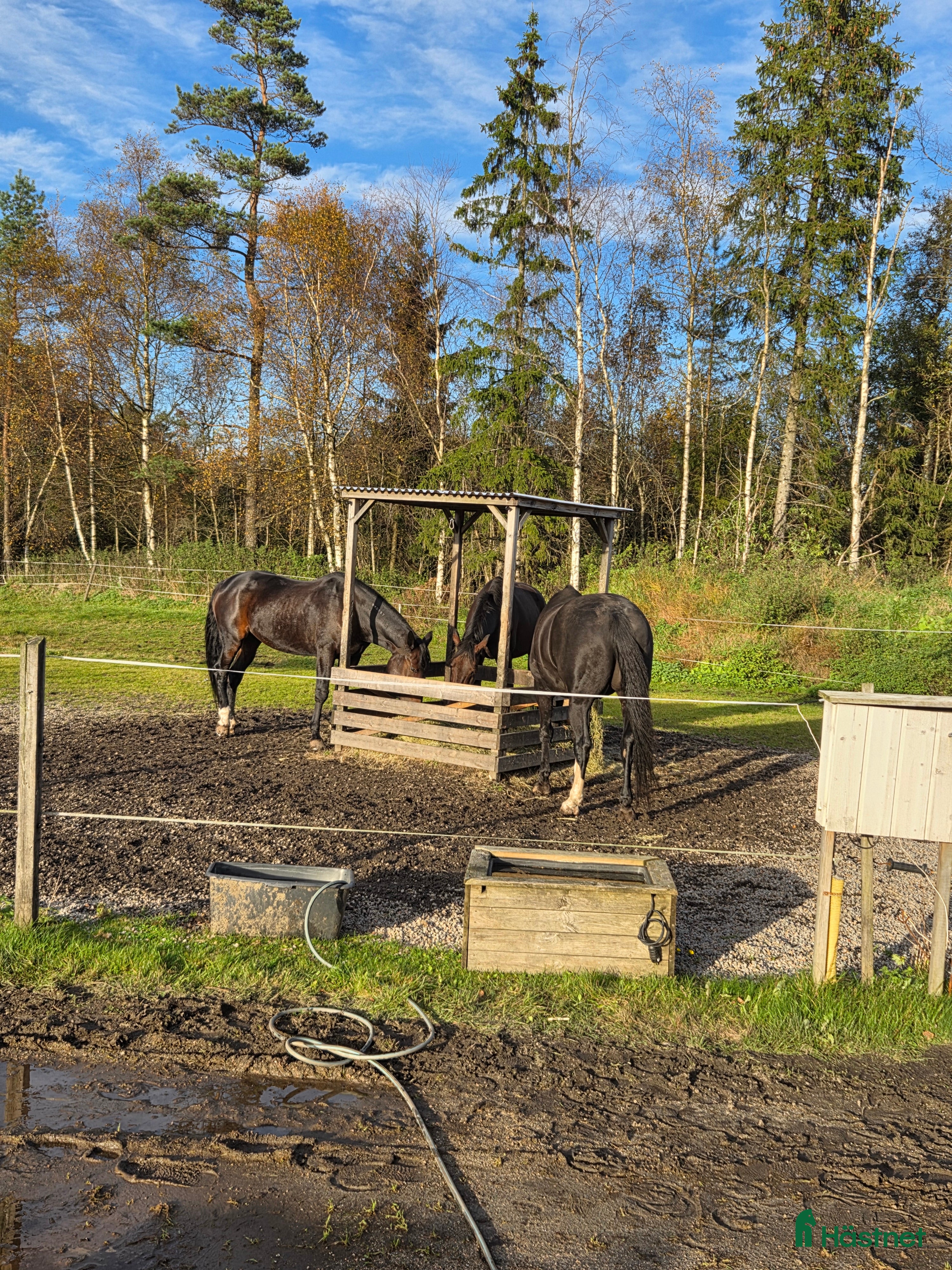  stallplats Ledig box I mysigt stall I sandared - Annons 1
