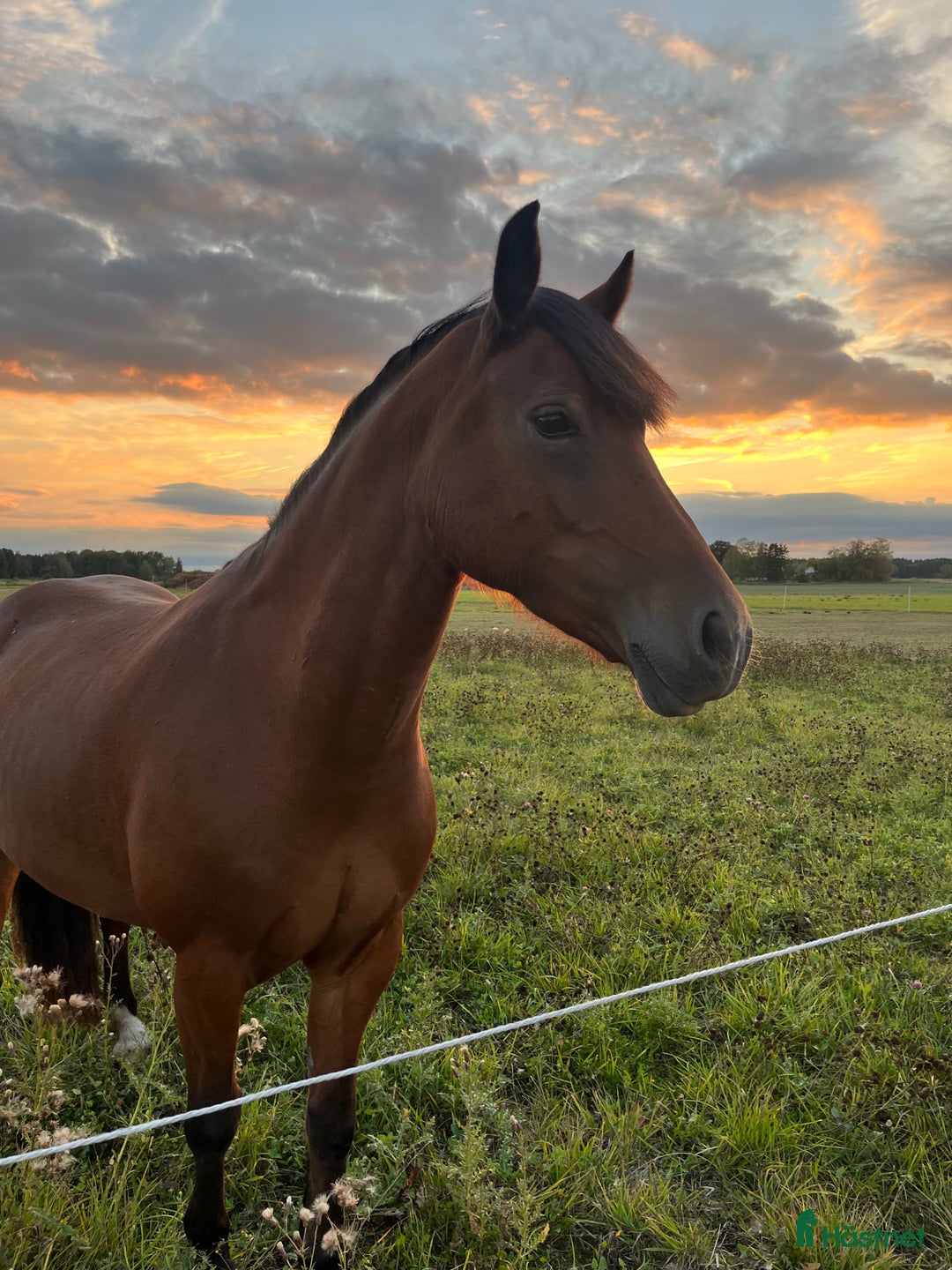 Sällskap hästar till salu: Underbar Welsh Cob i Uppsala - Bild 2
