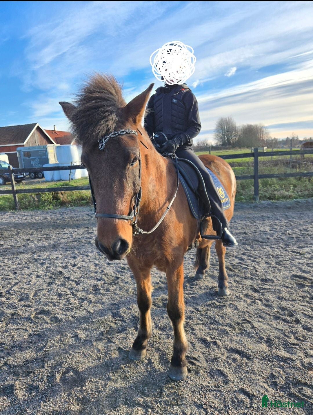  hästar Femgångssto med karaktär!  - Annons 1