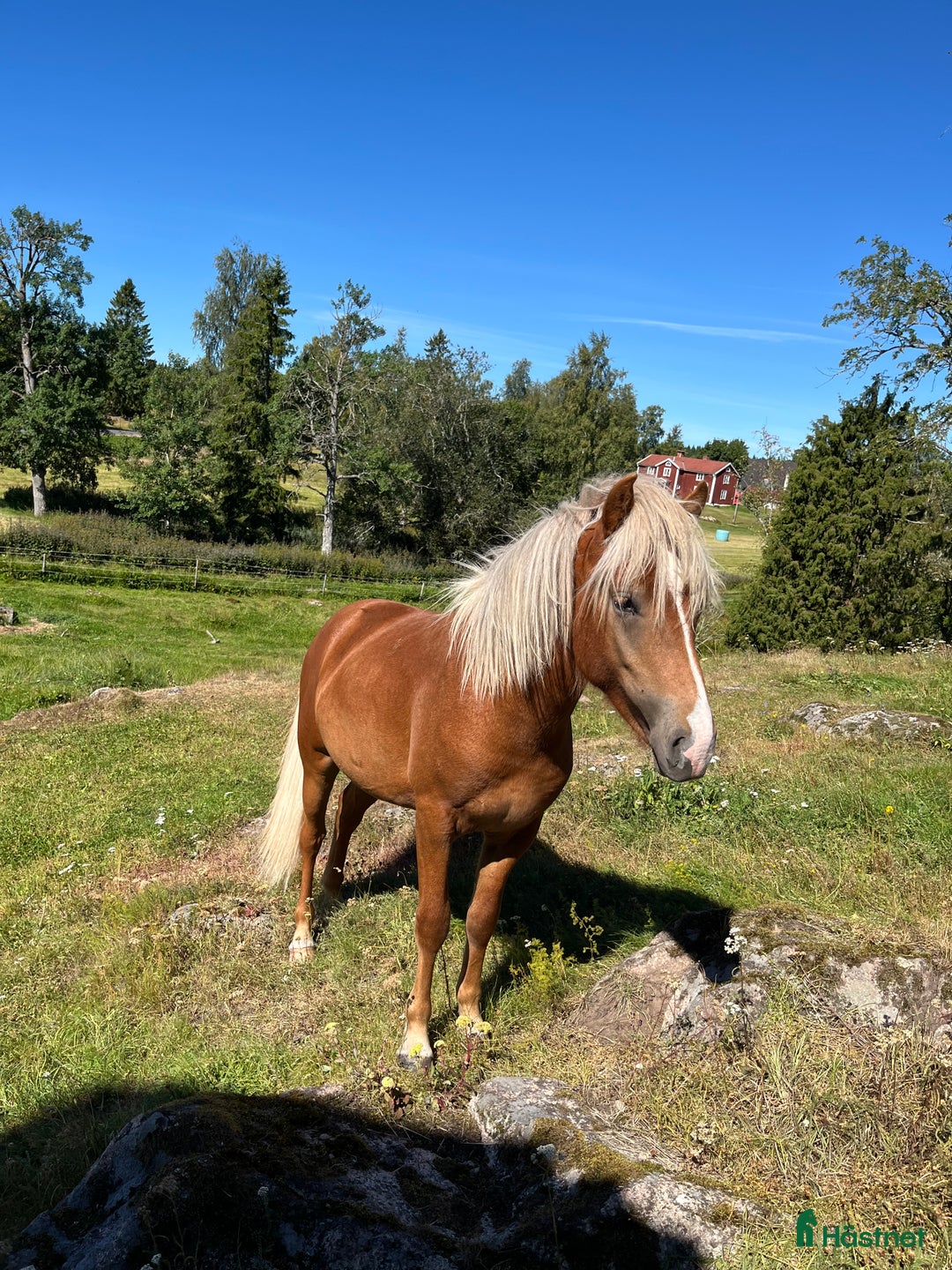 Island hästar till salu: Snäll charmig och snygg hingst i Nässjö - Annons 11