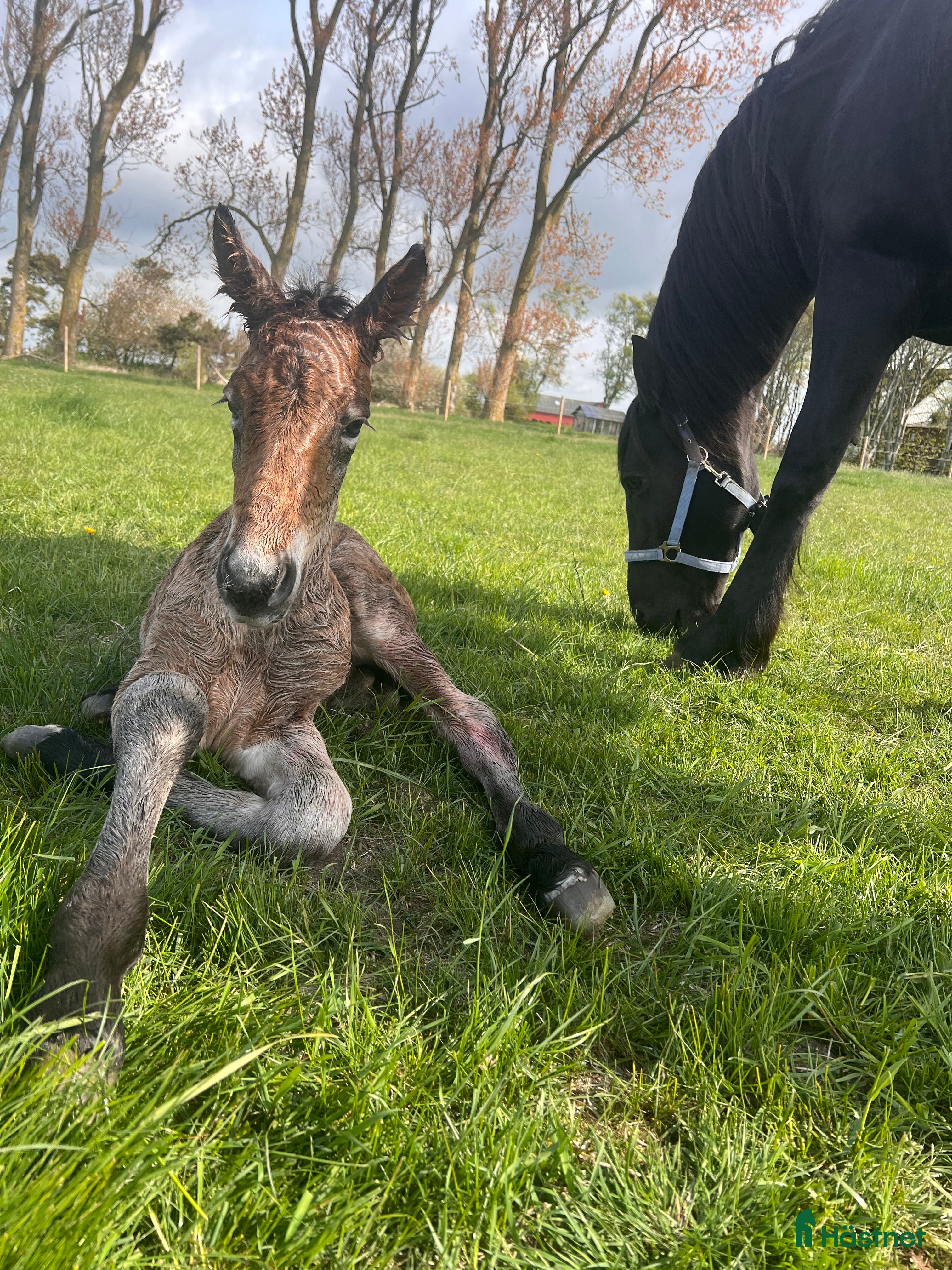  hästar  Frieser/ardenner valack - Annons 5