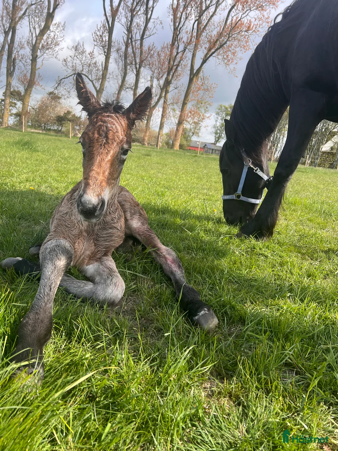 Övrigt hästar till salu:  Frieser/ardenner kille vill flytta hemifrån  - Annons 2