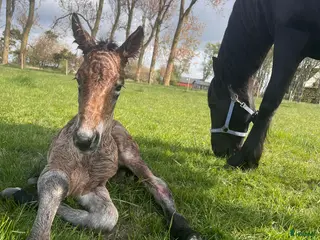 hästar Frieser/ardenner valack - Annons 5