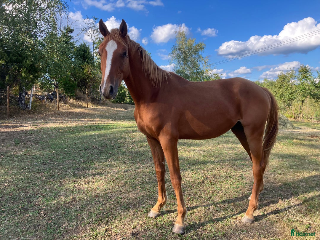 Hoppning hästar till salu: 2 åring SWB valack  i Hultsfred - Annons 3