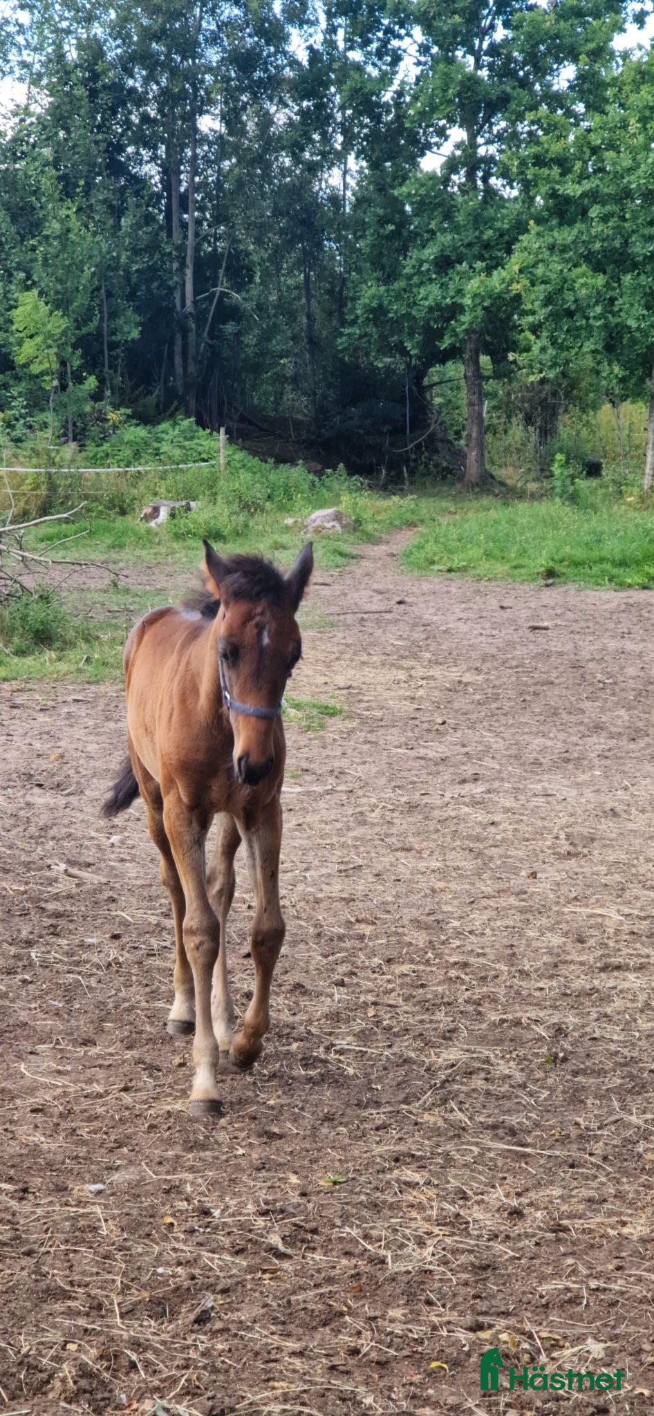  hästar Travföl -2026.Hingst. - Annons 8