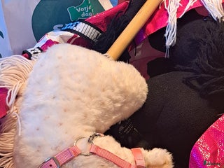 Schabrak & Vojlockar hästutrustning till salu: Käpphästar till salu - Annons 1