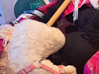 Schabrak & Vojlockar hästutrustning till salu: Käpphästar till salu - Annons 4