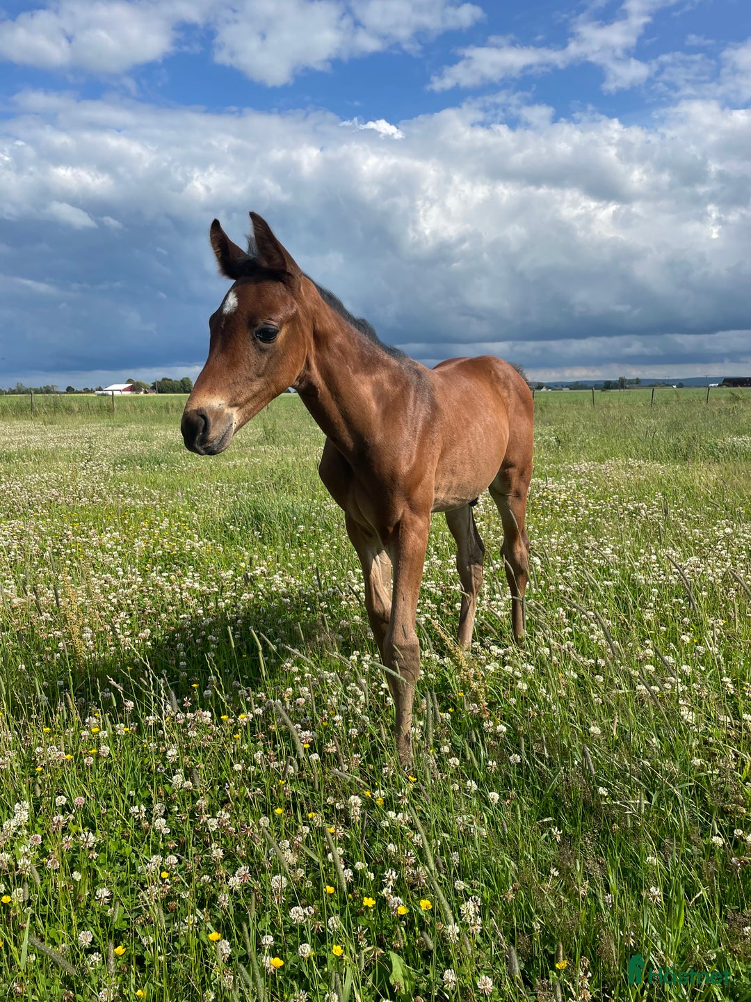 Dressyr hästar till salu: Hingstföl efter Hesselhöj Donkey Boy i Ängelholm - Annons 2