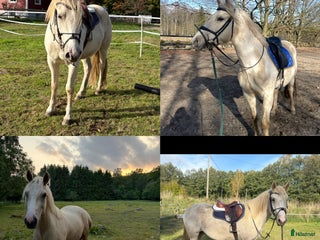 hästar Lovande ungponny. i Kristianstad - Annons 1