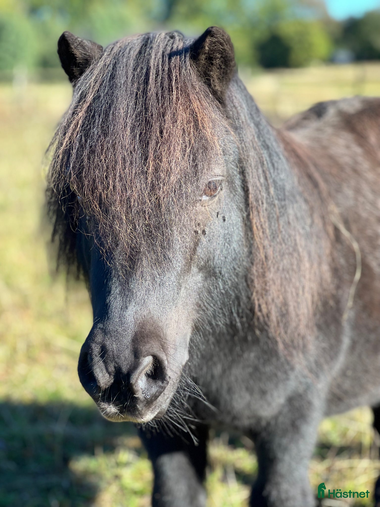  hästar Underbar shetlandsponny - Annons 15