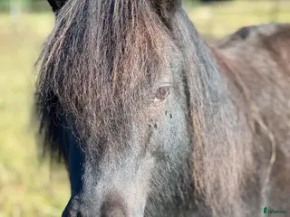 hästar Underbar shetlandsponny - Annons 17
