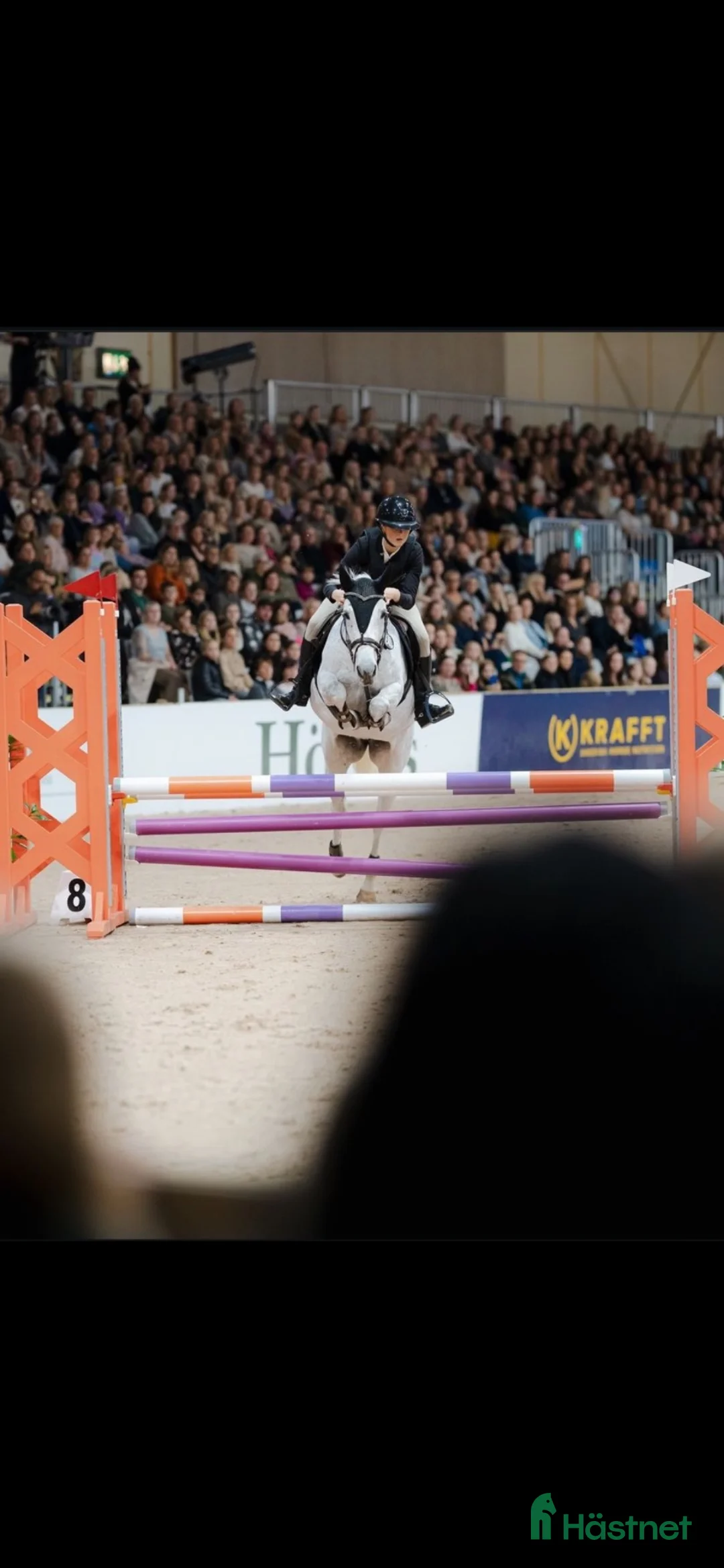Hoppning hästar till salu: Riktig rosettplockare som man kan göra allt med - Annons 2