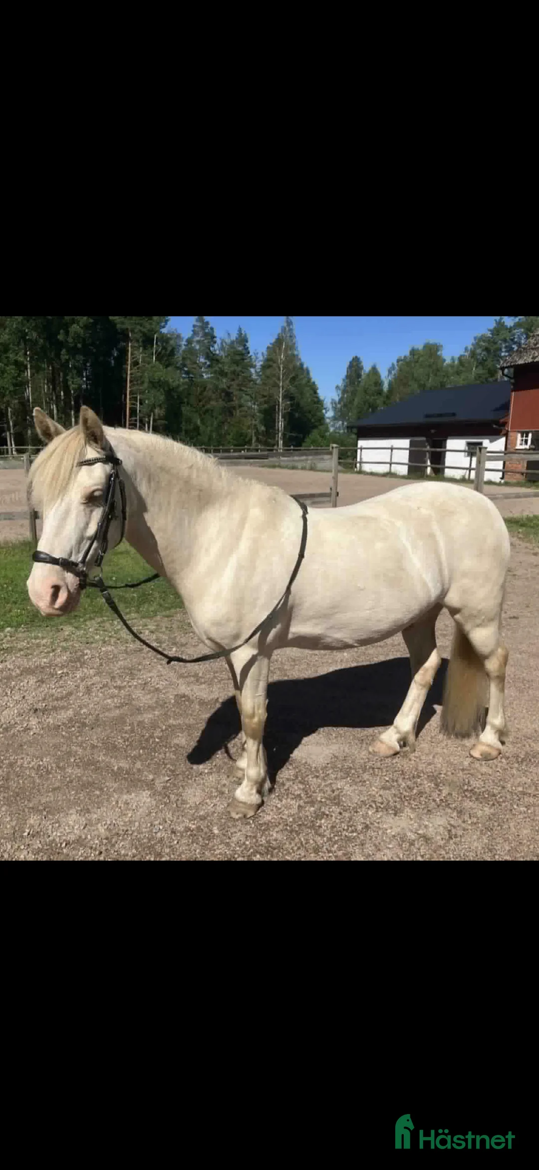 Allround hästar till salu: Supersöt ponnykille  - Annons 2