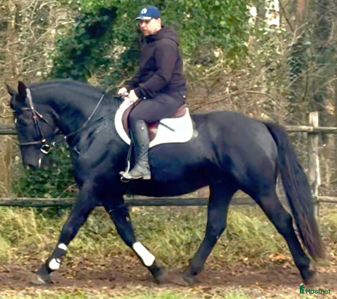 Allround hästar till salu: Bombproof allrounder for Christmas i Örsundsbro - Annons 1