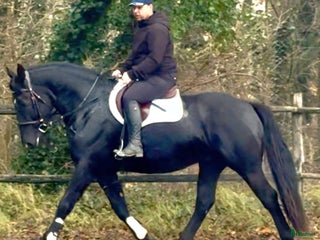 hästar Bombproof allrounder for Christmas i Örsundsbro - Annons 6