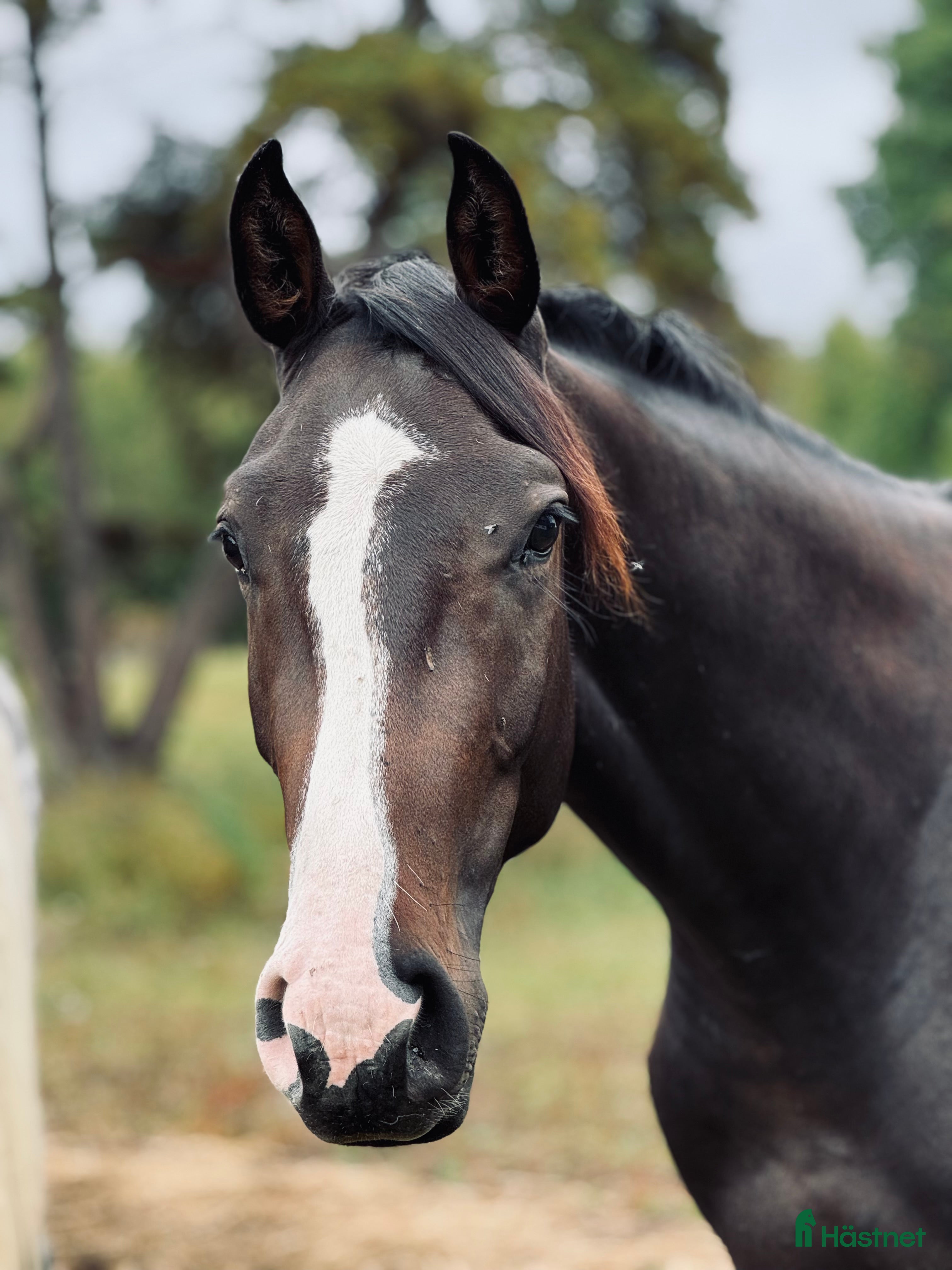  hästar Supersnygg kille e.Cannobio säljes  i Forsheda - Annons 16