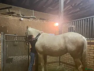 hästar Söker ponny/häst - Annons 20