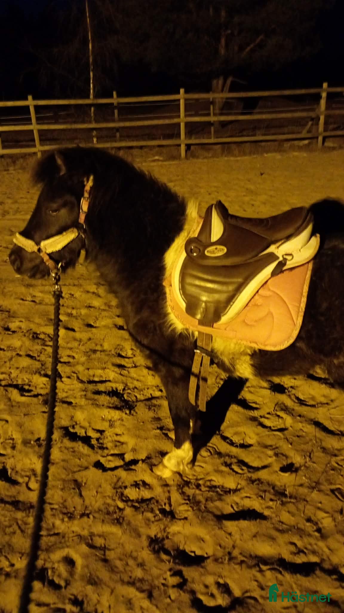  hästar Mini american curly hingst - Annons 5