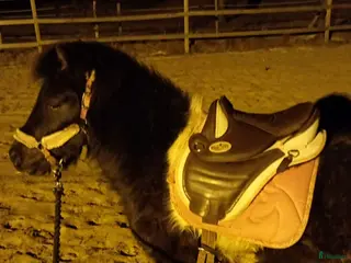 hästar Mini american curly hingst - Annons 5