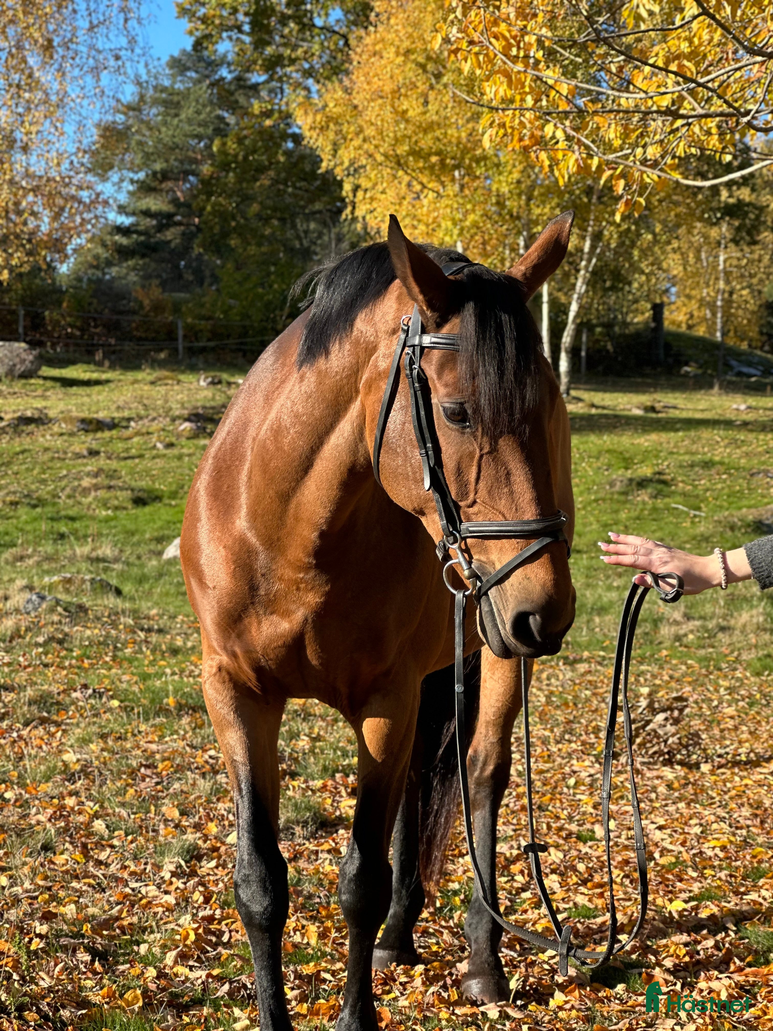  hästar För dig som söker en bästa vän! i Norrköping - Annons 3