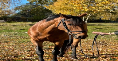  hästar i Norrköping - Annons 2