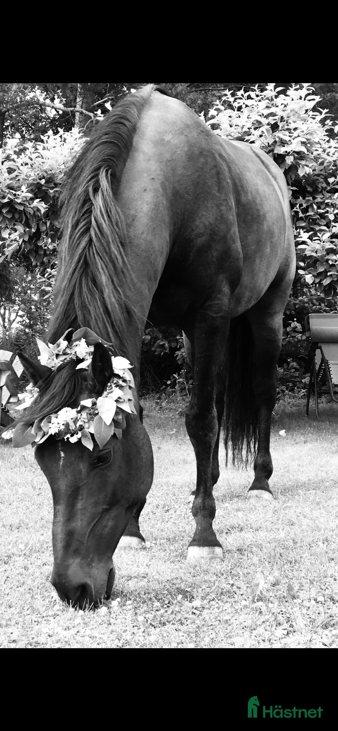 Western hästar till salu: Fodervärd sökes (ev senare köp) i Järlåsa - Annons 1