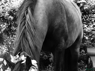 hästar Fodervärd sökes (ev senare köp) i Järlåsa - Annons 1