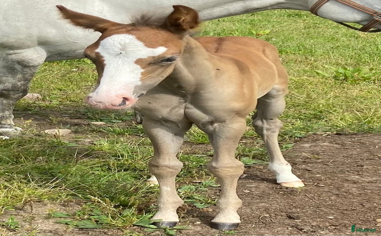  hästar DC Spooks Shining Whiz i Sävsjö - Annons 15